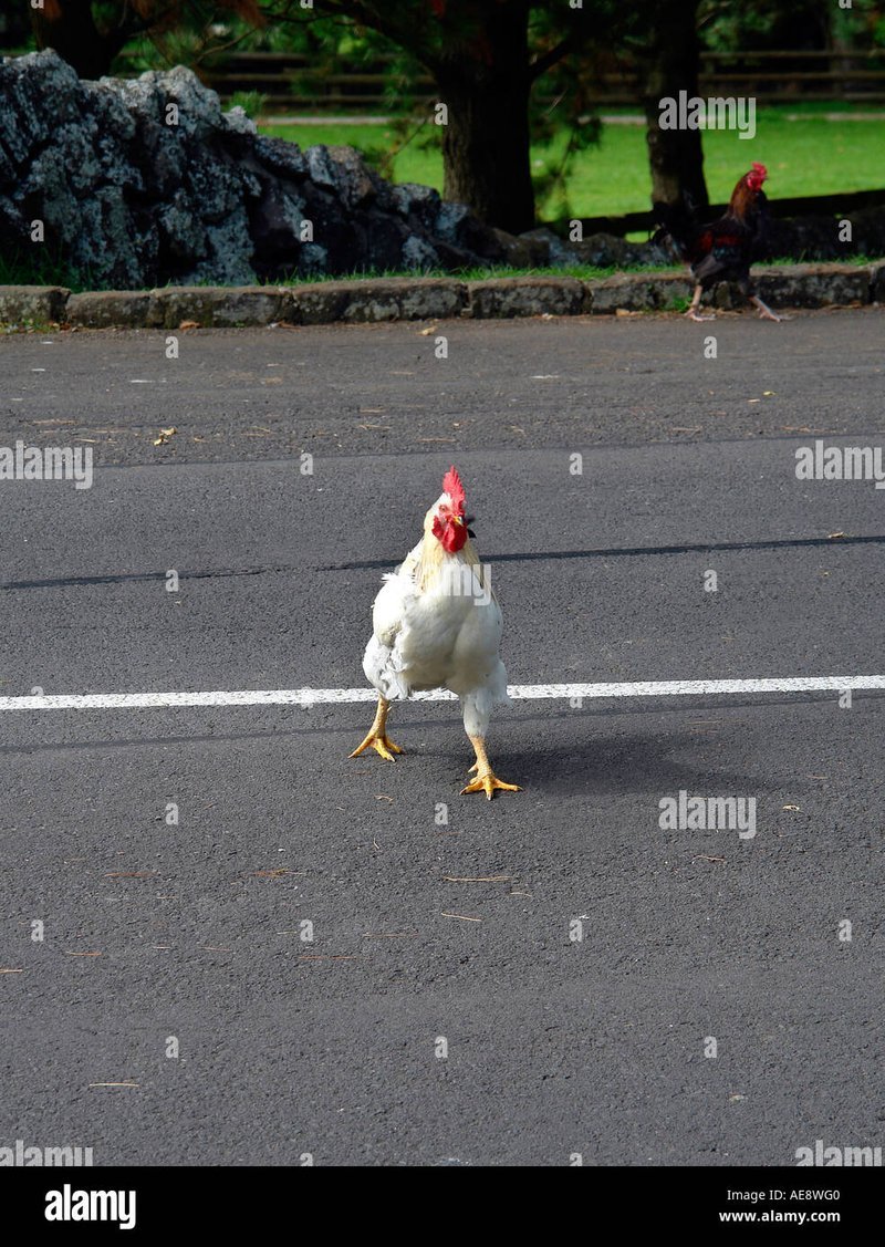 Chicken road online - Werkelijk Winstgemaak in het Chicken Road Casino Online in Nederland
